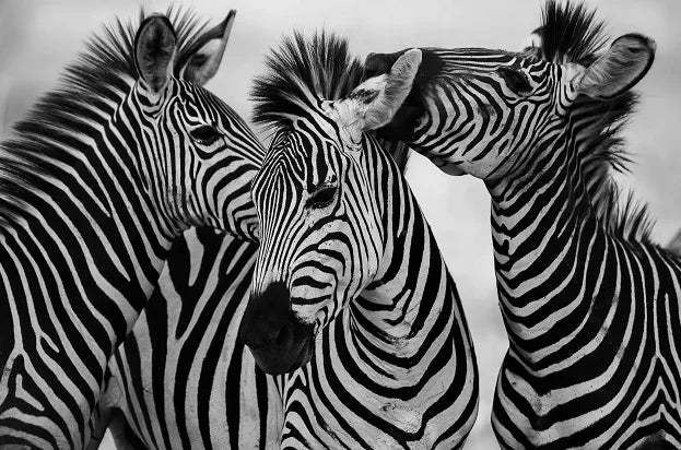 Modern Black and White Horse Canvas Art Paintings Animal Poster Wall Art for Living Room Home Decor Stylish Prints